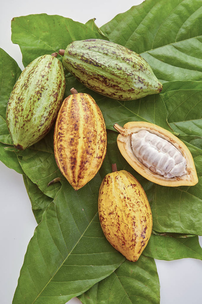 reife Fruchtkakaoschoten mit Kakaoblatt auf weißem Hintergrund - Foto, Bild