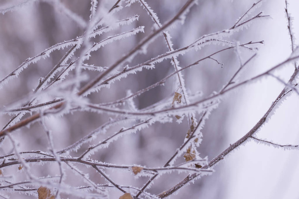 Frosty pattern from the patterns on the branches . Winter background on the screensaver. Design concept. - Photo, Image