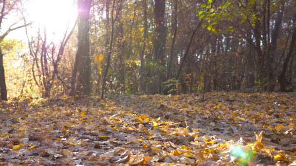 Kijk naar forest in zonnige herfstdag. Grond is bedekt met gekleurde gevallen bladeren. Felle zon lichten maken hun weg door de takken. Slow motion - Video