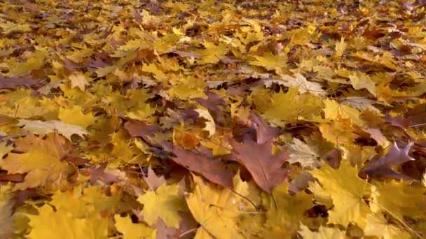 Herbst hinterlässt Hintergrundkonzept. schönes buntes gelbes und braunes Laub. Pistolenschuss, 4k - Filmmaterial, Video