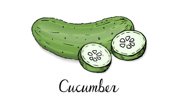 Vectorillustratie van komkommer schets stijl - Vector, afbeelding