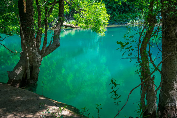 Emerald laguny v divoké zelený Les - Fotografie, Obrázek