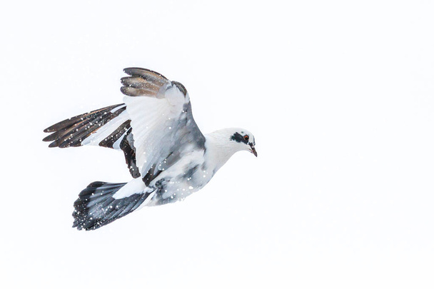 Kyyhkynen lentää lumisella taivaalla
 - Valokuva, kuva