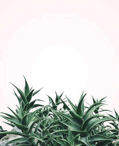 Fresco diseño minimalista de la naturaleza con planta de aloe vera en color pastel y verde. Diseño creativo contemporáneo y moderno de fondo
. - Foto, Imagen
