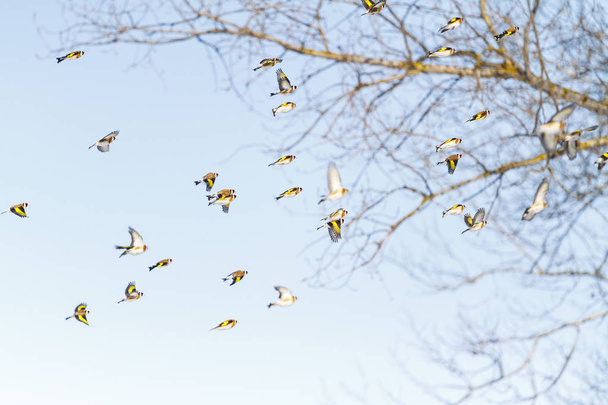 goldfinchs vliegen in de lucht van de ochtend - Foto, afbeelding