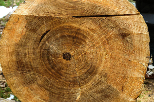 The texture of a cut stump of an old tree with annual rings over the surface of the wood. Annual rings; tree lattice. Stump with cracked sawn wood. Wooden background - Photo, Image