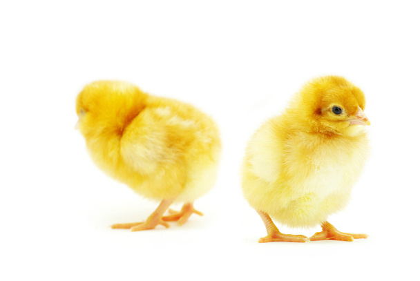 Baby chicken - Foto, afbeelding