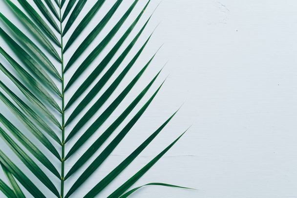 Tropical palm leaves on color background with copy space - Fotoğraf, Görsel