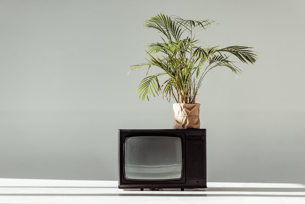 green plant in pot on vintage tv on grey background - Foto, Imagem