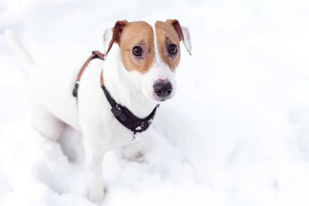 Jack Russell Dog on snow. - Zdjęcie, obraz