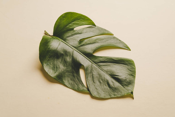 Monstera leave on color background with copy space - Foto, immagini