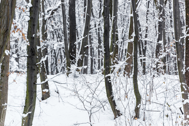 besneeuwde bomen en struiken in winter park - Foto, afbeelding