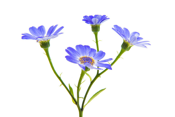 синий Cineraria изолированы на белом фоне
 - Фото, изображение
