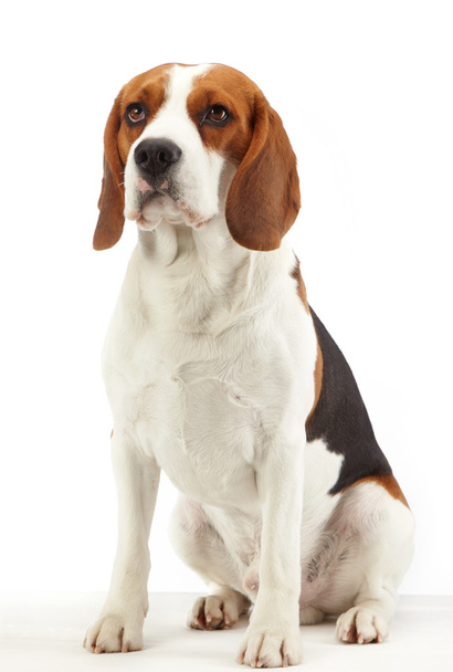 sitting beagle dog - 写真・画像
