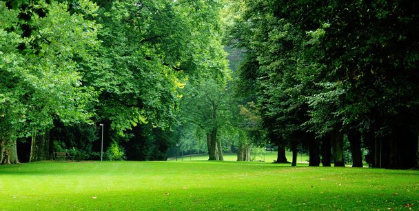 zielonych drzew w parku miejskiego - Zdjęcie, obraz