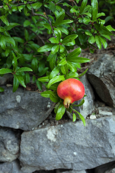 Delicious pomegranate fruit on a green leafs background. - Photo, Image