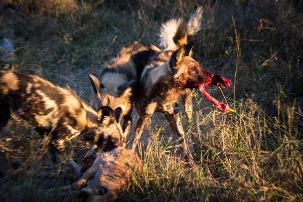Benekli gülen sırtlanlar antilop yiyor , Kruger Ulusal Parkı, Güney Afrika - Fotoğraf, Görsel