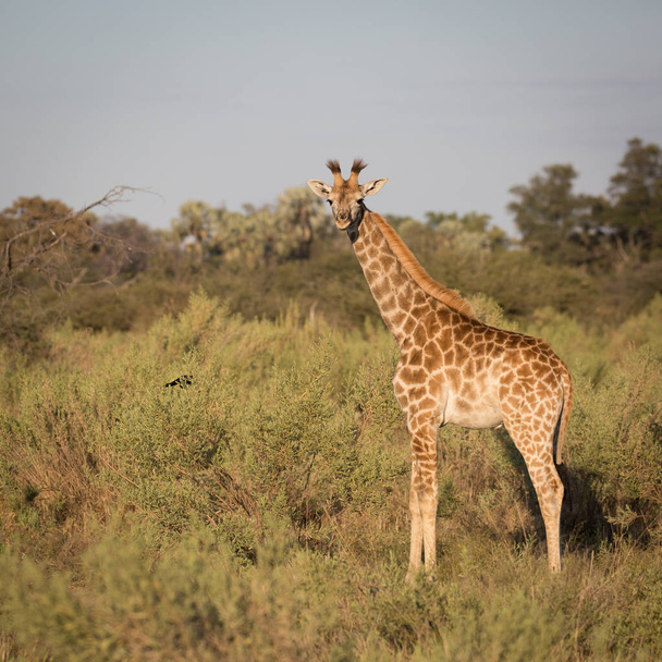 Żyrafa stojący w otwartej bush na straży, Afryka - Zdjęcie, obraz