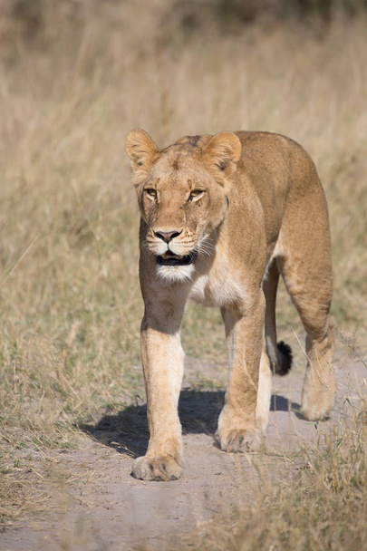 Lwica chodzenie choć wysoka trawa podczas polowania na żywność, Republika Południowej Afryki - Zdjęcie, obraz