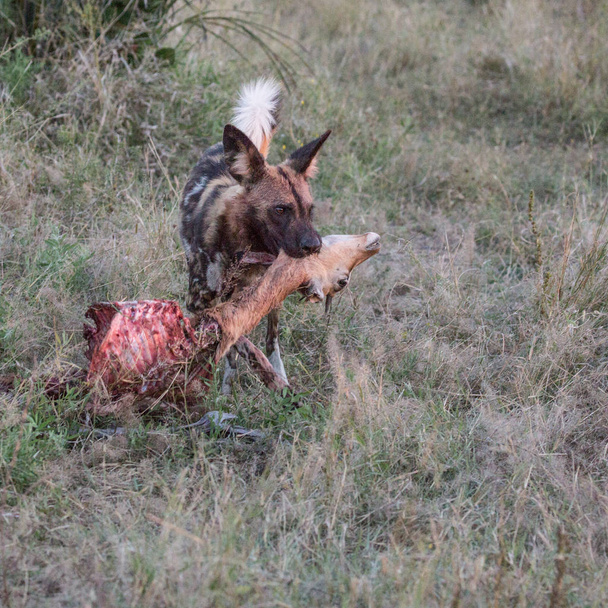 Eski antilop bacak yeme, Kruger Milli Parkı, Güney Afrika - Fotoğraf, Görsel
