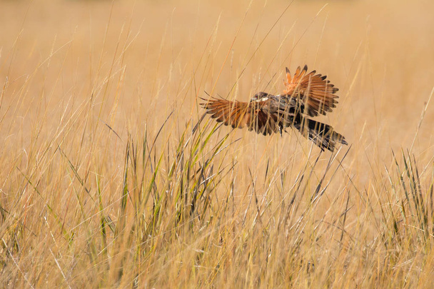 політ на птахів, Національний парк Крюгер - Фото, зображення