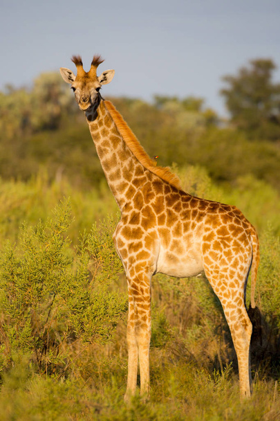 Giraffa in piedi in un cespuglio aperto in cerca di pericolo, Africa
 - Foto, immagini