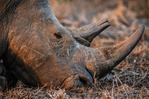 rinoceronte bianco mentre mangia, Kruger National Park
 - Foto, immagini