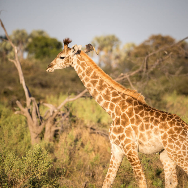 Żyrafa poprzecznie savannah w Kruger National Park, Afryka - Zdjęcie, obraz