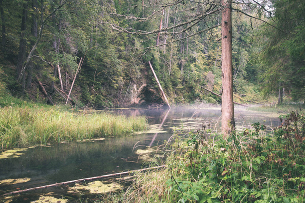 luonnonkaunis näkymä metsän vanhalle joelle metsässä
 - Valokuva, kuva