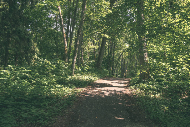 turist patika yeşil ormanda yürümek doğal görünümü - Fotoğraf, Görsel