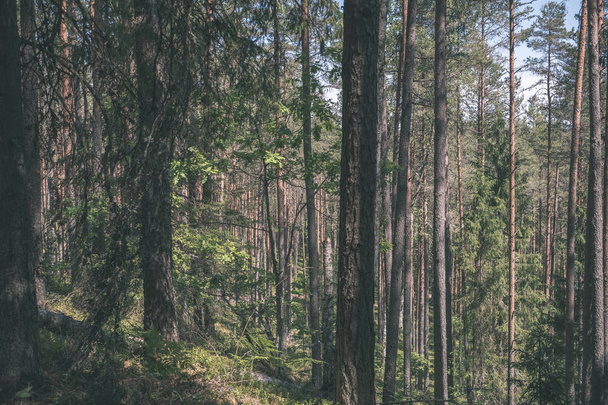 Красивый вид на осенний лес
 - Фото, изображение