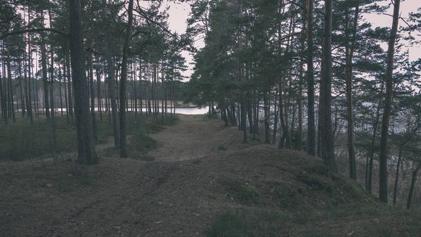 vista panorámica del bosque de pinos antes del invierno
 - Foto, imagen