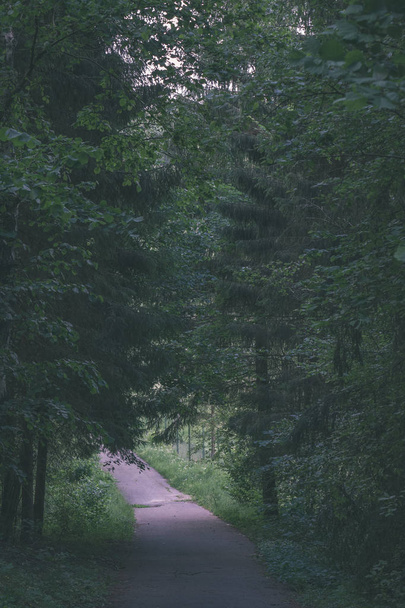 мальовничий вид на туристичний пішохідний шлях у зеленому лісі
 - Фото, зображення