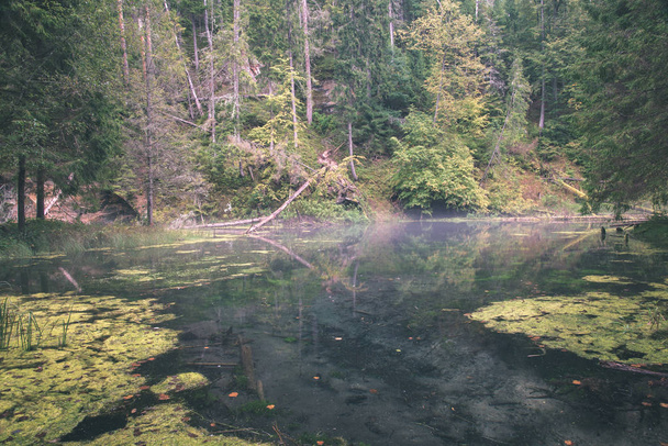 vista panorámica de la antigua corriente del río bosque en los bosques
 - Foto, Imagen