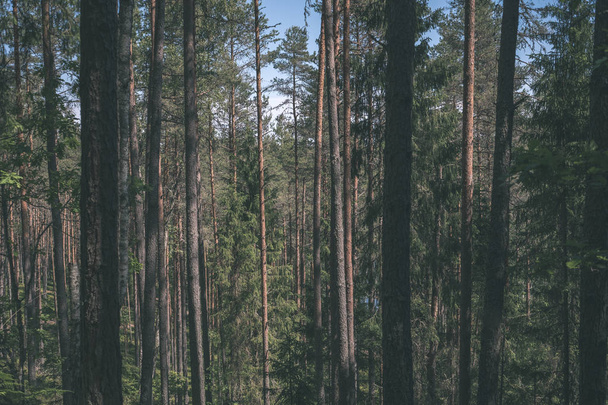 γραφική θέα του πανέμορφου δάσους φθινοπώρου - Φωτογραφία, εικόνα