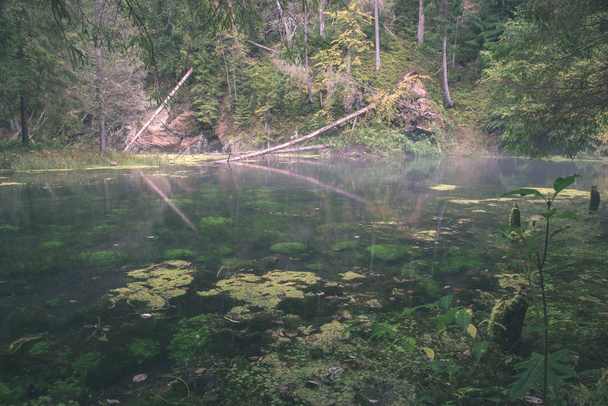 vista panorámica de la antigua corriente del río bosque en los bosques
 - Foto, Imagen