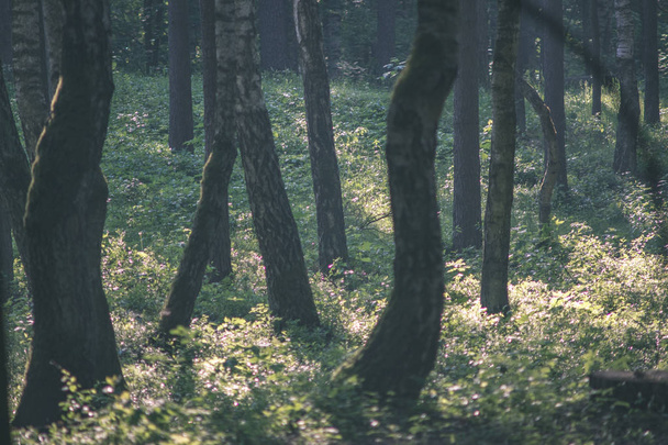 malerischer Blick auf schönen Wald im Sommer - Foto, Bild