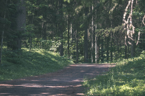 malebný pohled turistické pěší stezka v zeleném lese - Fotografie, Obrázek