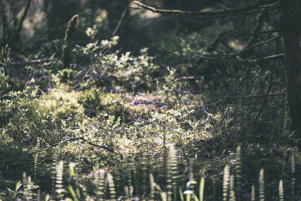 lähikuva metsäluonnon tiedot
 - Valokuva, kuva