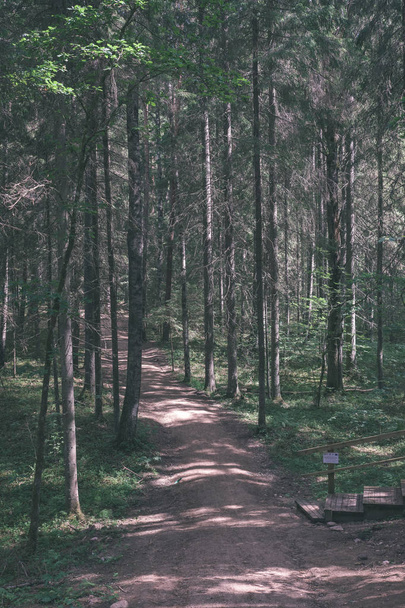 vista panorámica del sendero turístico en el bosque verde
 - Foto, Imagen