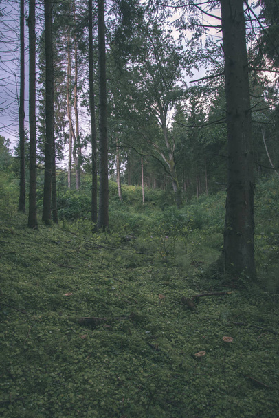 vista panorámica del bosque con árboles verdes en verano
 - Foto, Imagen