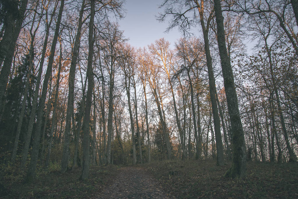 осінній лісовий пейзаж з деревами і туманною погодою
 - Фото, зображення