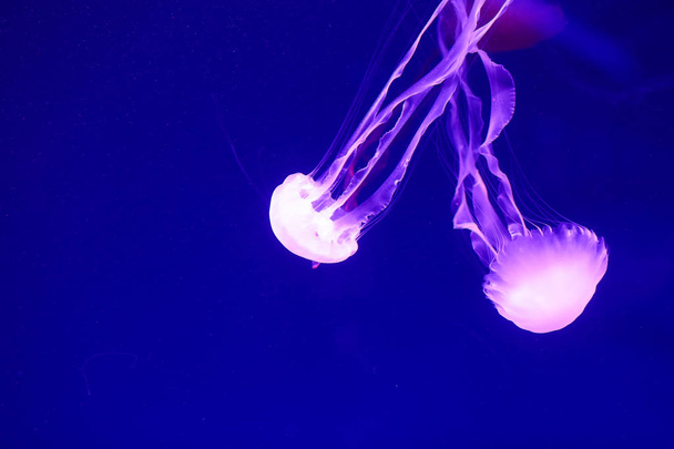 Beautiful jellyfish, medusa in the neon light with the fishes. Underwater life in ocean jellyfish. exciting and cosmic sight - Фото, зображення