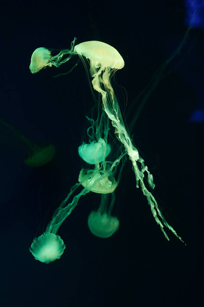 Beautiful jellyfish, medusa in the neon light with the fishes. Underwater life in ocean jellyfish. exciting and cosmic sight - Fotografie, Obrázek