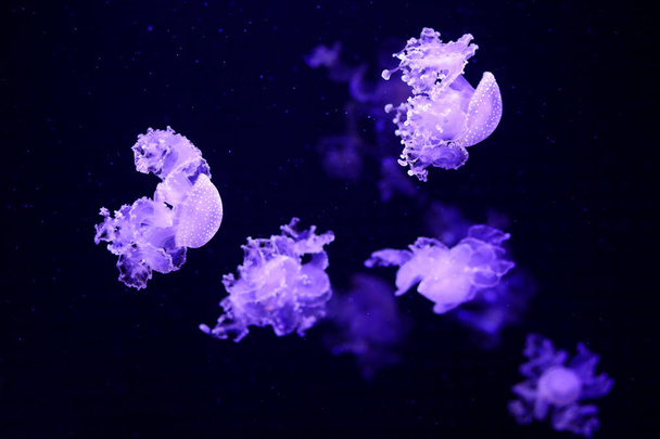 Beautiful jellyfish, medusa in the neon light with the fishes. Underwater life in ocean jellyfish. exciting and cosmic sight - Photo, image