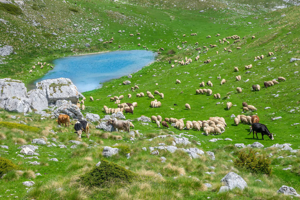 Выпас скота на зеленом лугу на берегах живописного горного озера
 - Фото, изображение