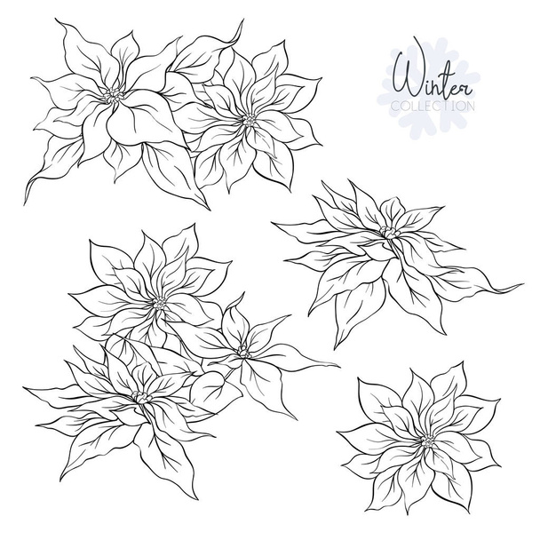 Set with Poincetti flowers. Outline hand drawing vector illustration.Isolated on white background. - Vector, afbeelding