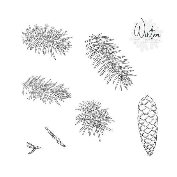 Set with fir-tree branches and cones. Isolated on white background. Outline hand drawing vector illustration - ベクター画像