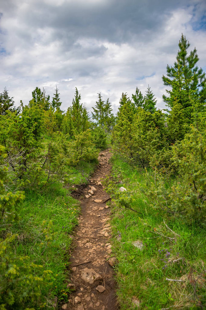 winding trail passing through forest among high mountains - Φωτογραφία, εικόνα