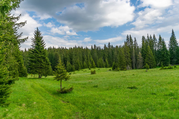 Живописный вид зеленого луга в лесу среди высоких массивных гор
 - Фото, изображение